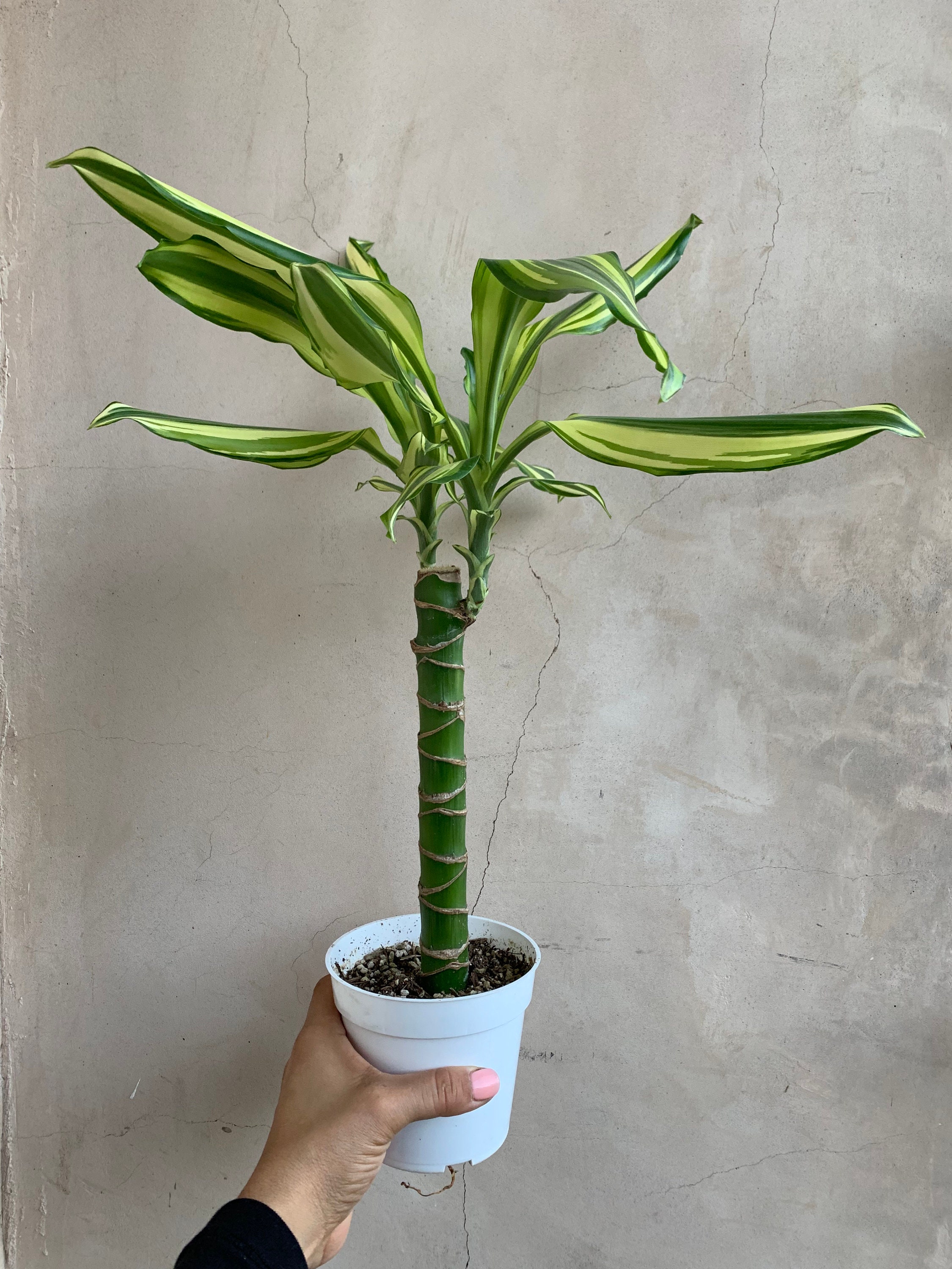 4 Dracaena Sted Sol Cane, Live Plants, Houseplants - Etsy