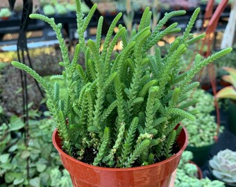 4” Watch Chain, Crassula Muscosa, Succulents, Live Plants