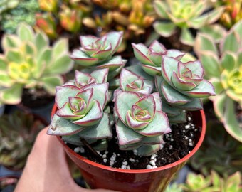 4” Crassula String of Buttons, Succulents, Live Plants, Garden