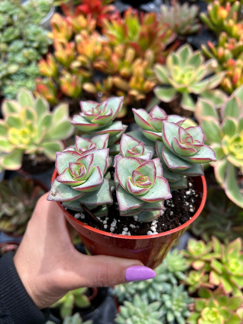 4” Crassula String of Buttons, Succulents, Live Plants, Garden