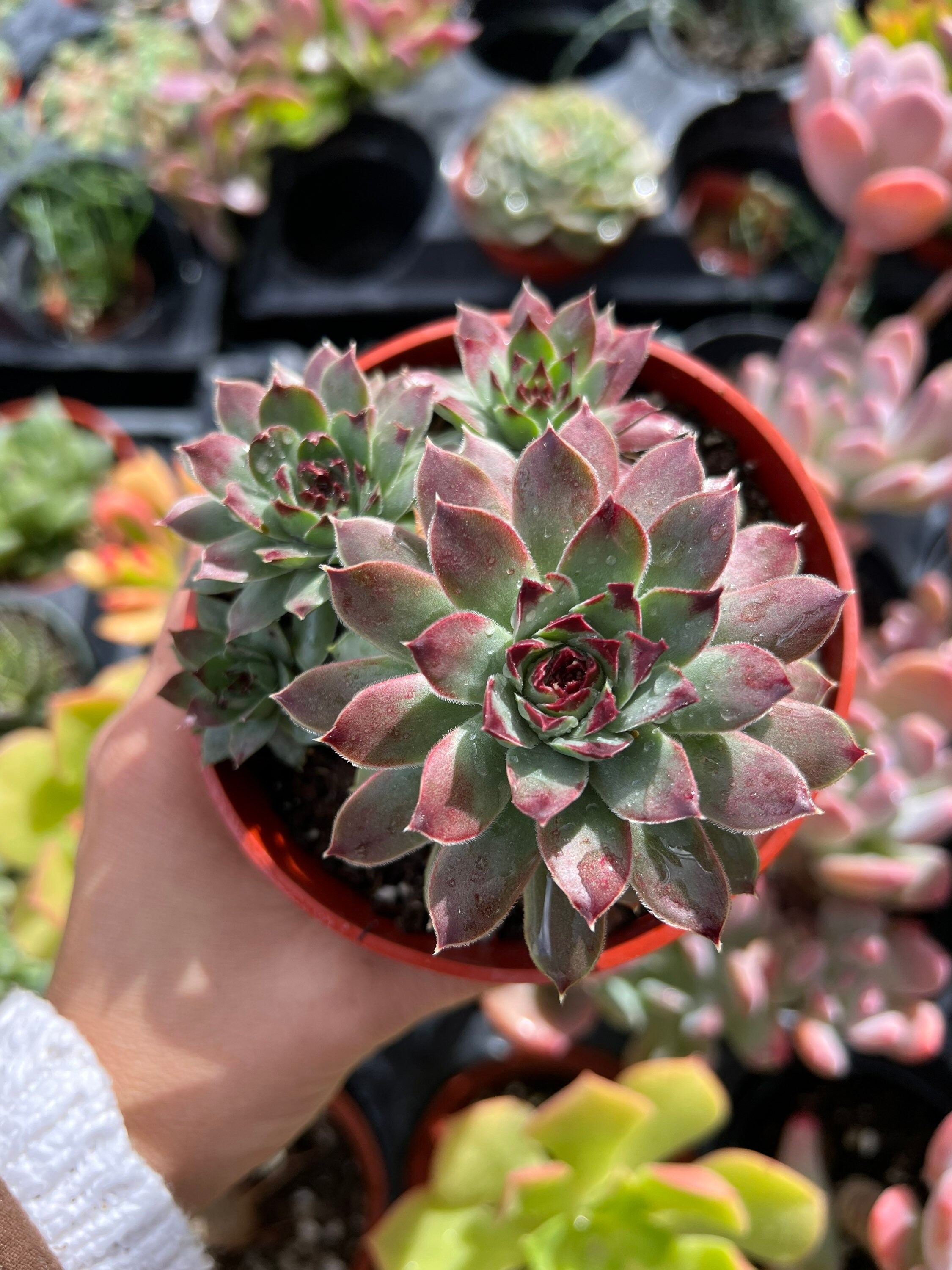 Lot De 20 Sempervivum Poule Et Poussins - Mélange Succulentes Colorées Pour Intérieur Et Extérieur
