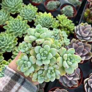 4” Sedum Clavatum, Succulents, Live Plants, Garden