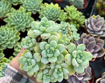 4” Sedum Clavatum, Succulents, Live Plants, Garden