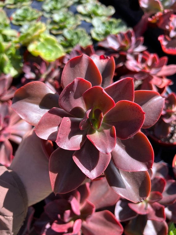 4” Echeveria 'autumn Flame' , Hybrid Succulents, Live Plants