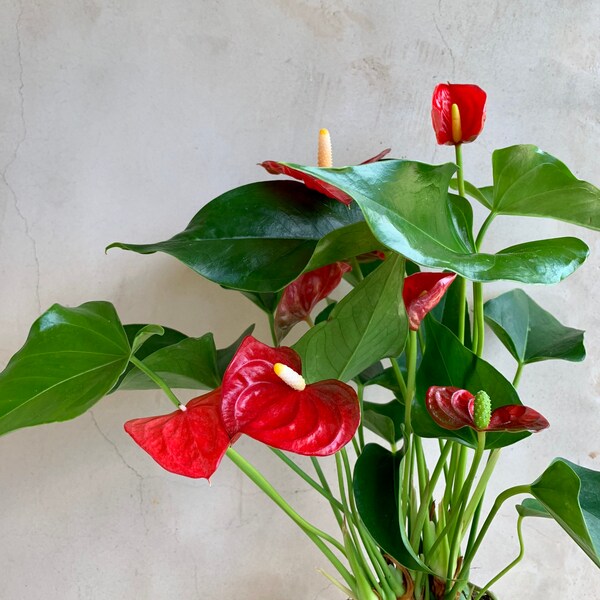 4” Anthurium Red, Houseplants, Live Plants