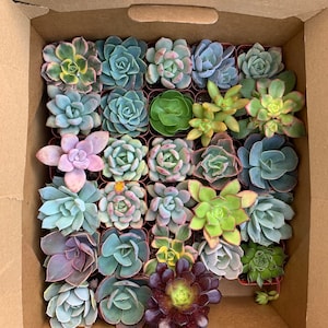 12 Assorted Baby Succulents 2", Live Plants,Party Favor, Gifts