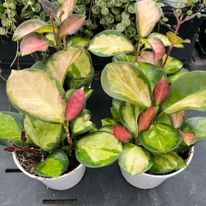 4” Hoya Australis Lisa, Live Plants, Houseplants