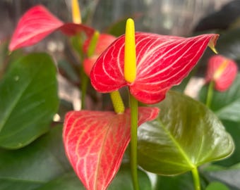 kos red アンスリウム Anthurium KOS X Red Crystal - Large Seedling - Etsy