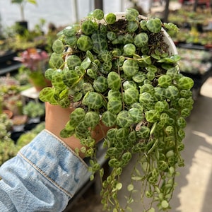 4” String of Turtles, Peperomia