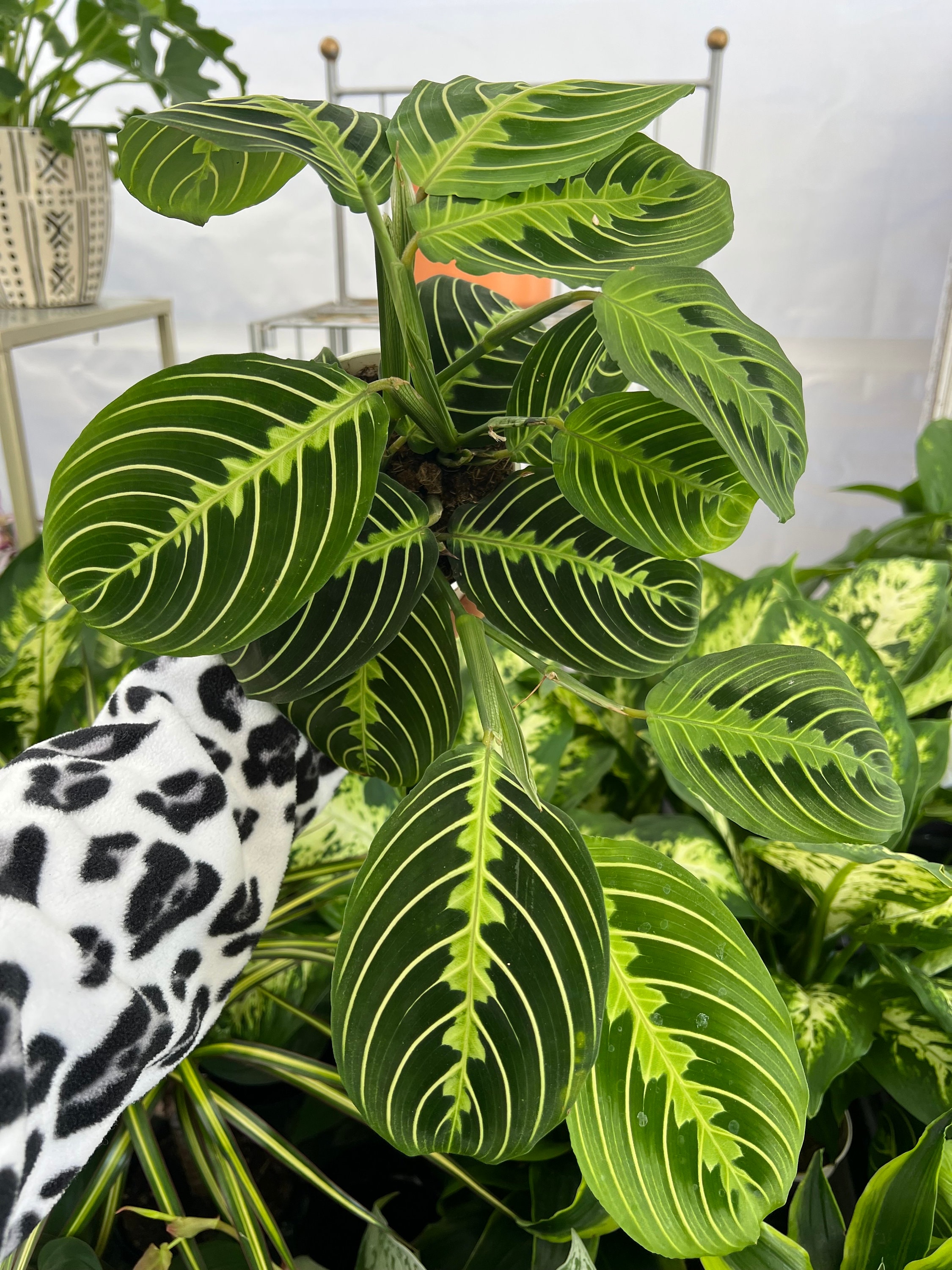 4” Maranta Lemon Lime, Prayer Plant,  Live Plants, Houseplants