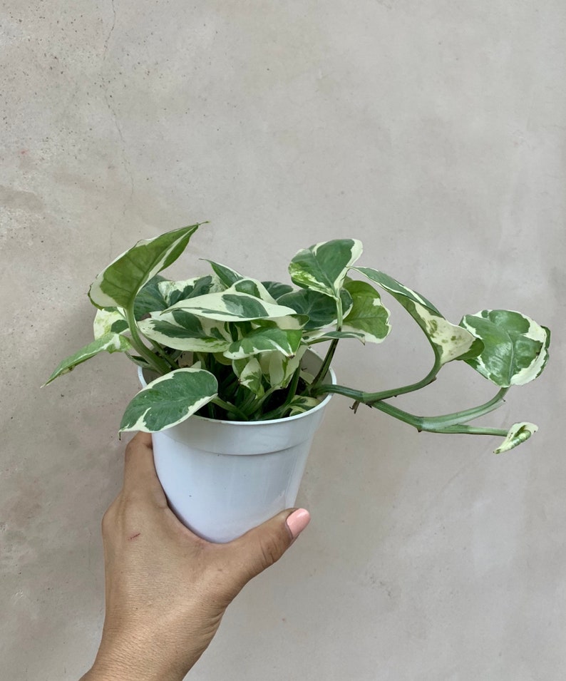 4 Pothos Njoy Live Plants Houseplants Etsy
