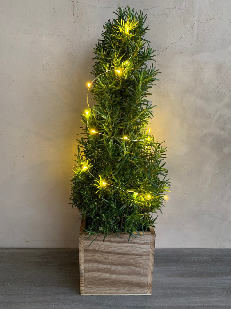 Rosemary Christmas Tree 