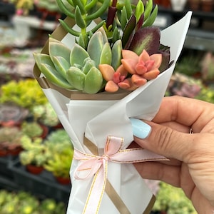 Mini Succulent Bouquet, Gifts