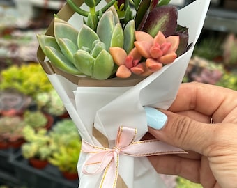 Mini Succulent Bouquet, Gifts