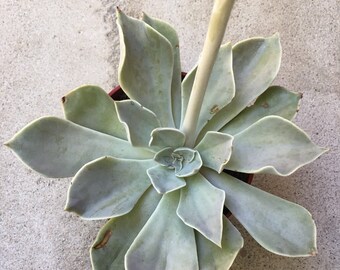 Echeveria 'Rodolphii' 4”