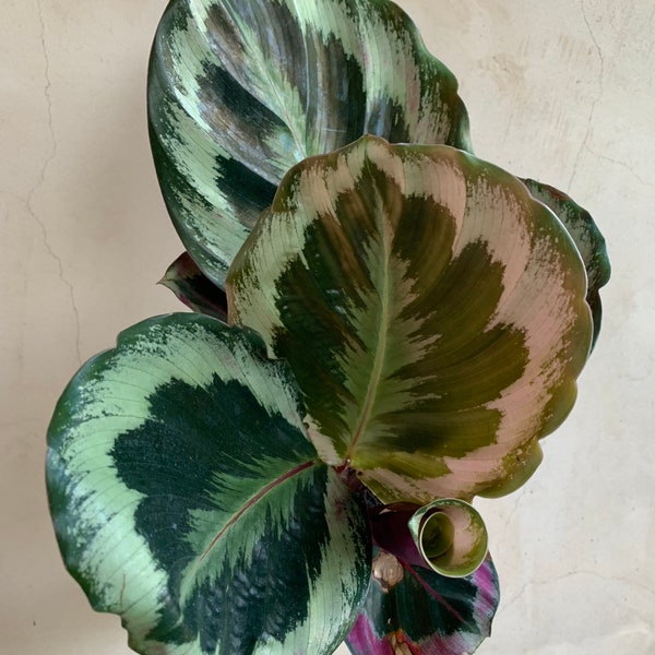 4” Calathea Shinestar, Live Plants, Houseplants