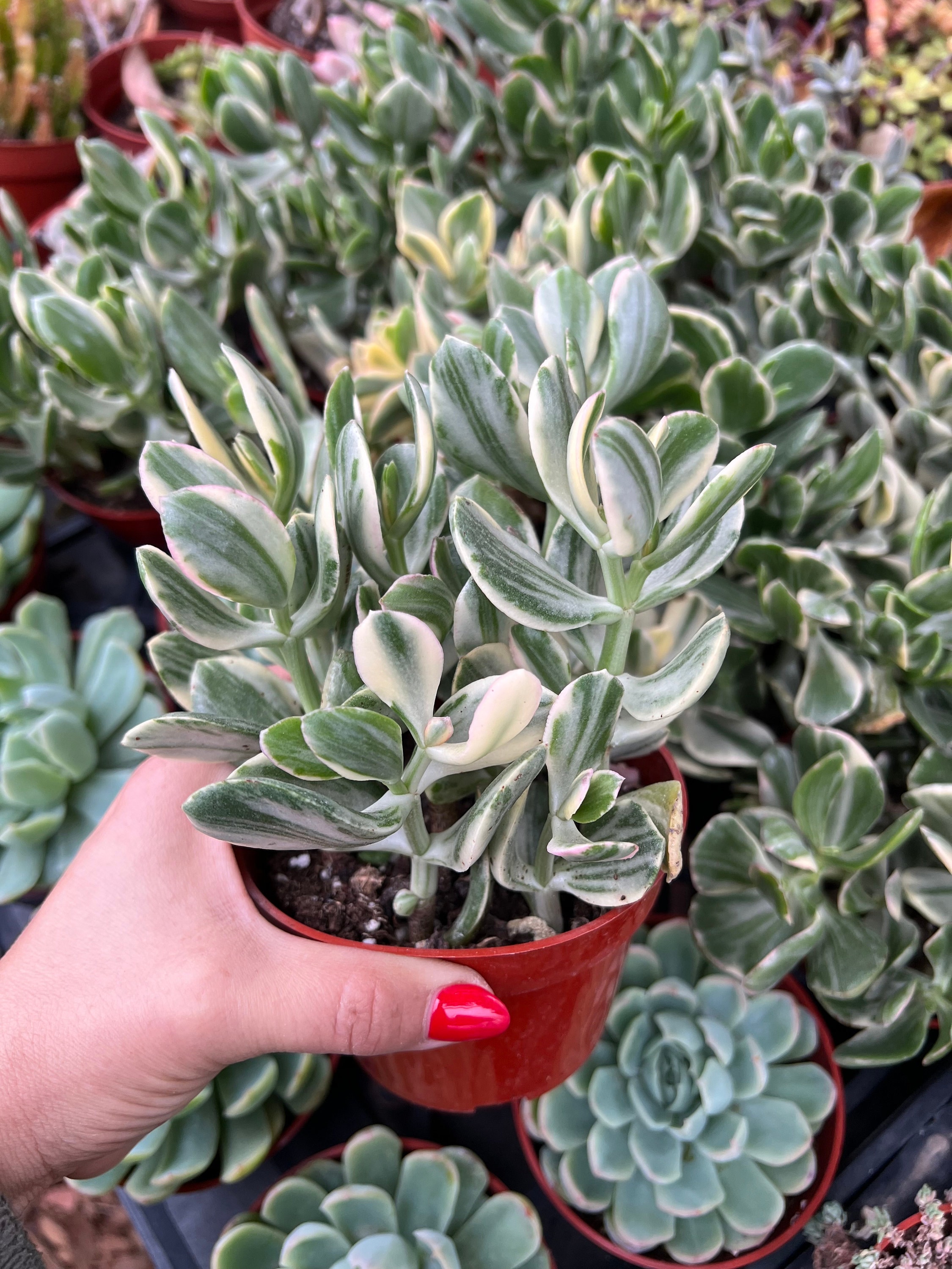 多肉植物 特注ランダムパック 専用 【公式通販】