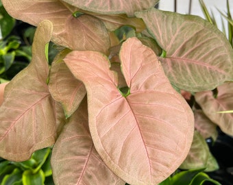 4” Syngonium Strawberry Cream, Live Plants, Arrowhead Plant, Houseplants