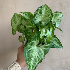 4” Syngonium White Butterfly, Arrowhead Plant, Podophyllum, Live Plants, Houseplants