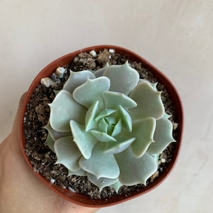 4” Echeveria ‘Lola’ , Succulents, Live Plants, Garden