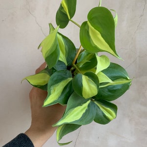 4” Philodendron Brasil, Live Plants, Houseplants