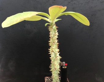 Monadenium Spectabile, Succulent Plants, Tanzania