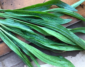 Fresh Picked Wild Organic NARROWLEAF PLANTAIN 100g Leaves~ Nutritious Edible~ Medicinal~ Plantago Lanceolata