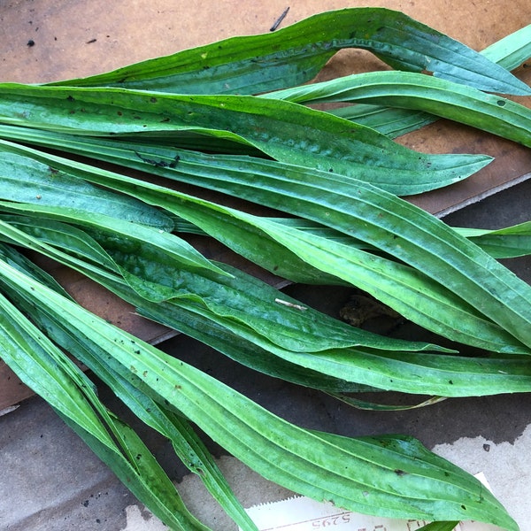 Fresh Picked Wild Organic NARROWLEAF PLANTAIN 100g Leaves~ Nutritious Edible~ Medicinal~ Plantago Lanceolata