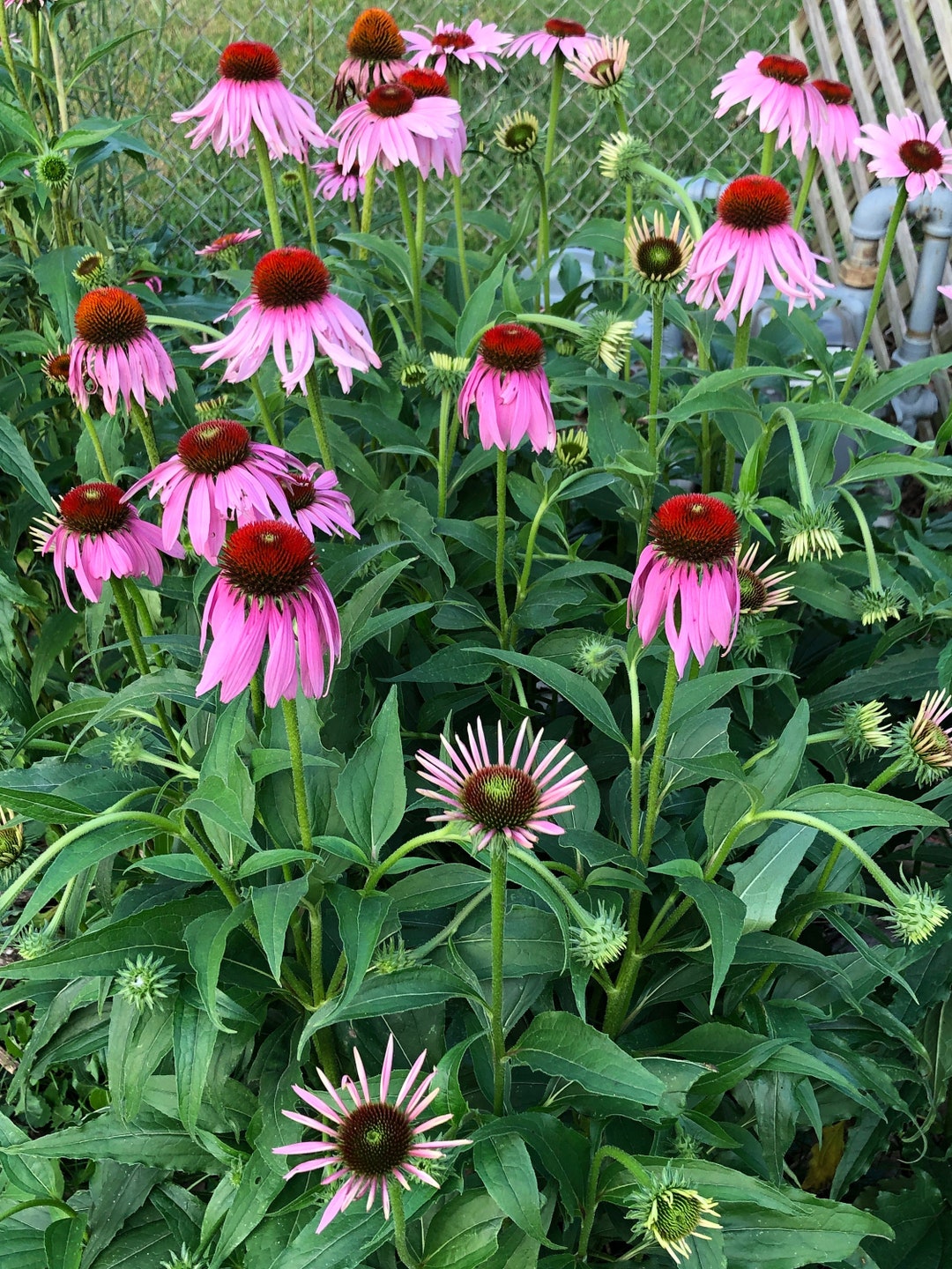 Echinacea Purpurea/angustafolia Purple Coneflower SEED MIX Perennial