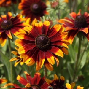 Rudbeckia Hirta SEEDS | Gloriosa Daisy Black Eyed Susan Color Variation Mix | Perennial Flower | Pollinators | HIERLOOM NGMO | Medicine Herb