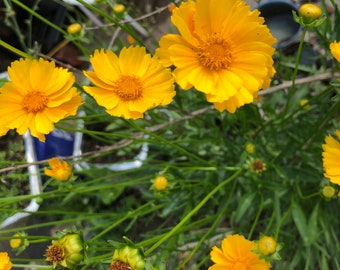 FRESH SEEDS! Lanceleaf Yellow Coreopsis Perennial Flower~25 to 5000ct~ Pollinators & Butterflies! Naturally Grown Heirloom Native Wildflower