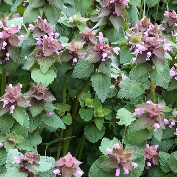 Bio Wild Purple Dead-Nessel Lamium Purpuream Erzengel Jährliches Heilkraut ~ FRISCHE 2023 SAMEN ~ Winter / kühles Wetter