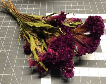 Small Bunch of Freshly Dried 2022 Organic Fuchsia Pink/Red Celosia Flower Stems w/Leaves~ Crafts/Arrangements/Wreaths