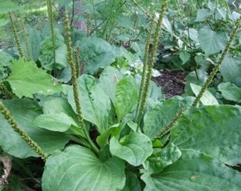 Organic Wild Broadleaf Plantain Perennial Edible Medicinal Herb~ 100 to 5000 BULK *2022 Stratified SEEDS~*Plantago Major~ Folk Remedy