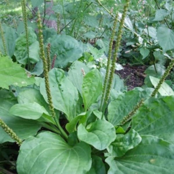 Organic Wild Broadleaf Plantain Perennial Edible Medicinal Herb~ 100 to 5000 BULK *2022 Stratified SEEDS~*Plantago Major~ Folk Remedy