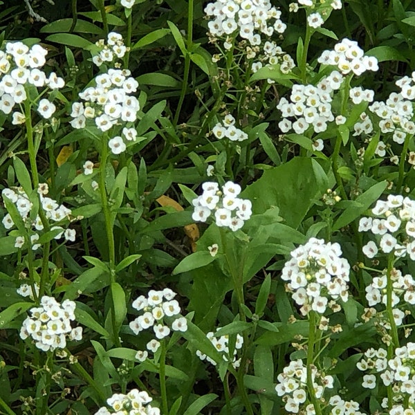 Organic SWEET ALYSSUM Carpet of Snow White Fragrant Flowering Ground Cover SEEDS~ 75 to 500 Seeds~ Heirloom Non-gmo