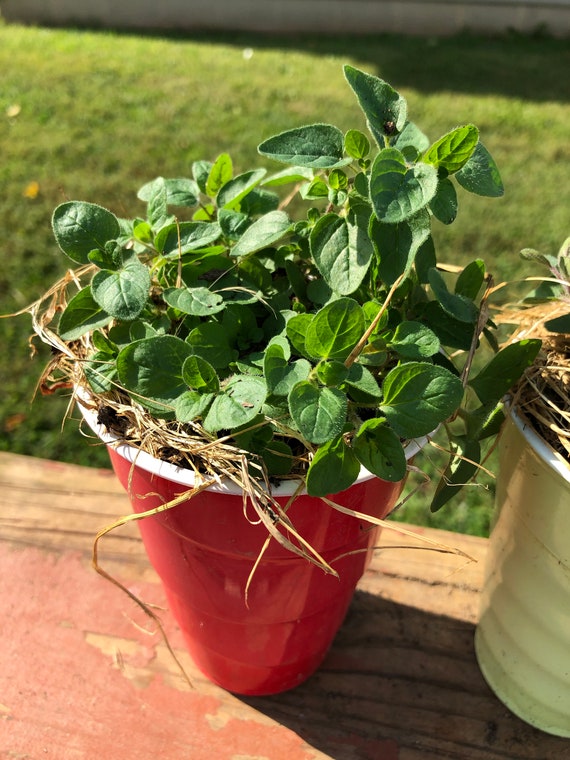 Plants Live Greek Oregano Herb Plant Herbs