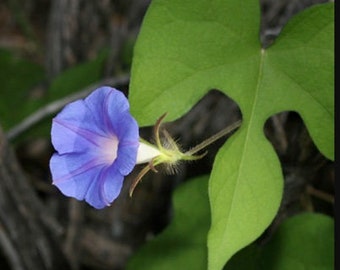 Organic Ipomoea Hederacea~Ivy Leaf Blue Morning Glory SEEDS~ Edible Medicinal~ 75 to 1000 ct~ FRESH 2022~ Hummingbirds Bees Butterflies Vine