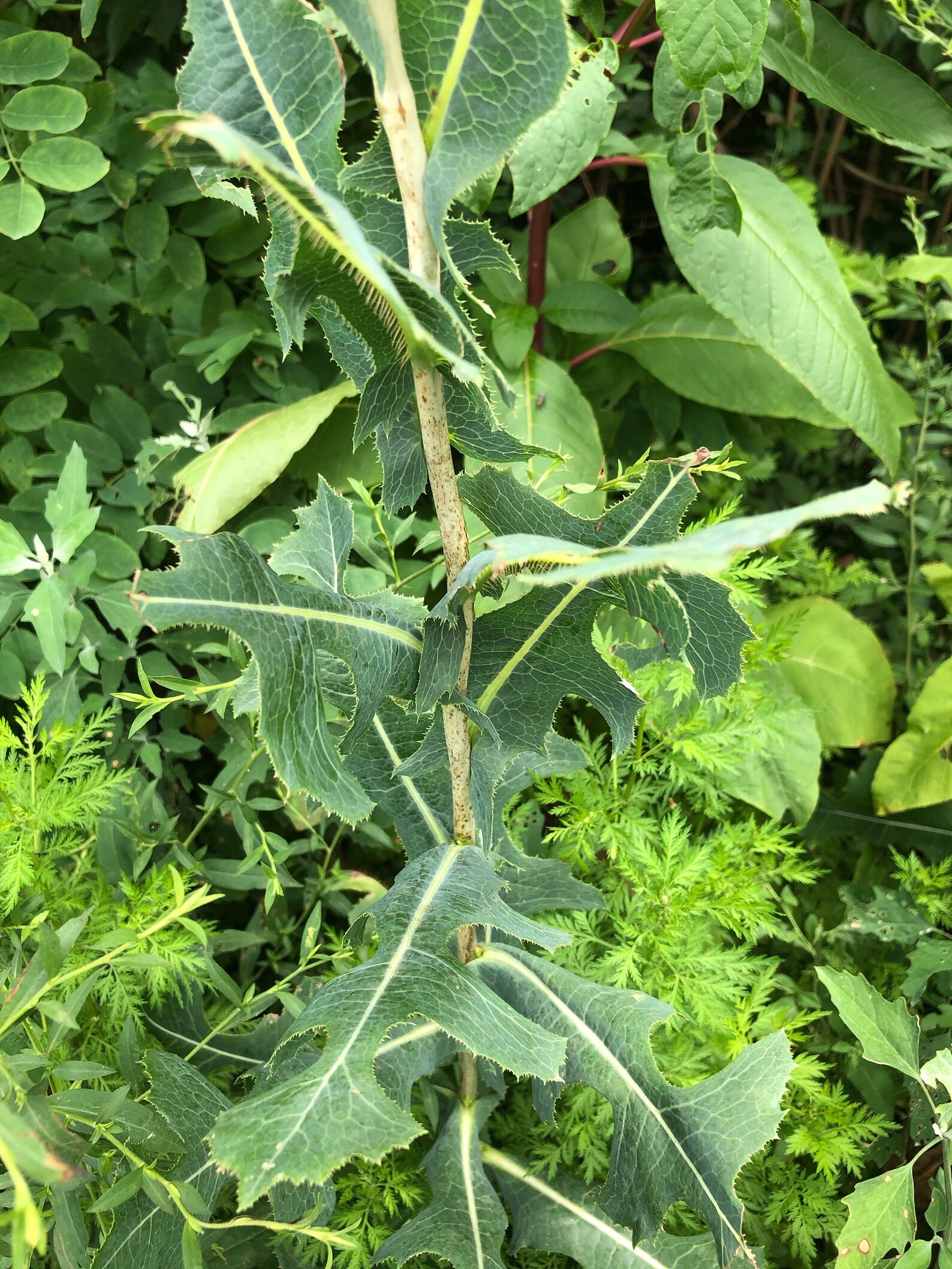 Wild Prickly Lettuce Lactuca Serriola Medicinal Edible Plant Etsy