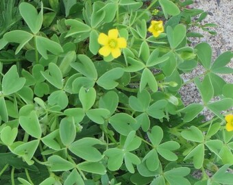 LIVE Bareroot Seedlings x 8~ Oxalis Stricta *Yellow Wood Sorrel * Lemon Clover *Sourgrass *False Shamrock~ Medicinal Nutritious!