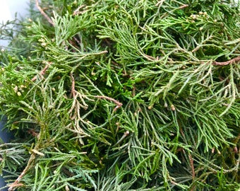 FRESHLY HARVESTED Green (not dried) Wild Cedar Leaves Needles/Branch Tips~ Smudging~ Holiday Potpourri~ Spell work/Ritual~ Medicinal Herb