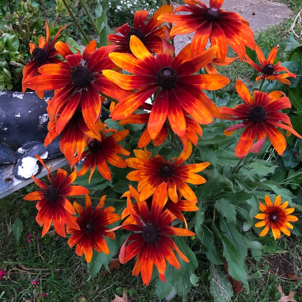 Gypsy Chycks Rudbeckia Hirta ORANGE FIRE Gloriosa Daisy SEEDS | Black Eyed Susan | Perennial Flower | Pollinators | Non-Gmo| Medicinal Herb