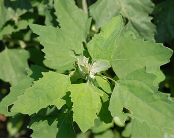 Wild & CLEAN! Lamb's Quarters (Chenopodium Album) Fresh Seeds!~ Wild Spinach~ Salad Green Nutritious SUPER FOOD/Medicinal *Goose Foot Bathua