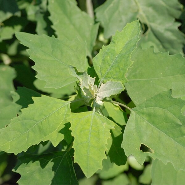 Wild & CLEAN! Lamb's Quarters (Chenopodium Album) Fresh Seeds!~ Wild Spinach~ Salad Green Nutritious SUPER FOOD/Medicinal *Goose Foot Bathua