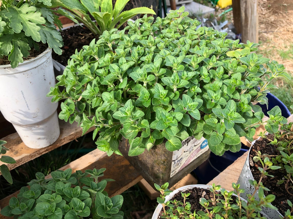 LIVE Mature Greek Oregano Origanum Vulgare 2nd Yr PlantFULLY Etsy