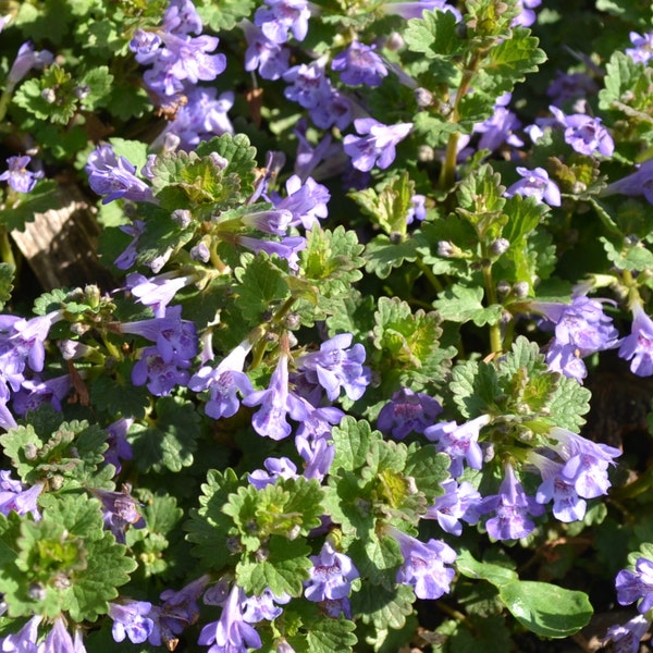 Live Young Plants/Vines X 3~ Organic Wild Ground Ivy/Creeping Charlie Glechoma hederacea  |  Edible Medicinal Herb | Creeping Jenny | Gill