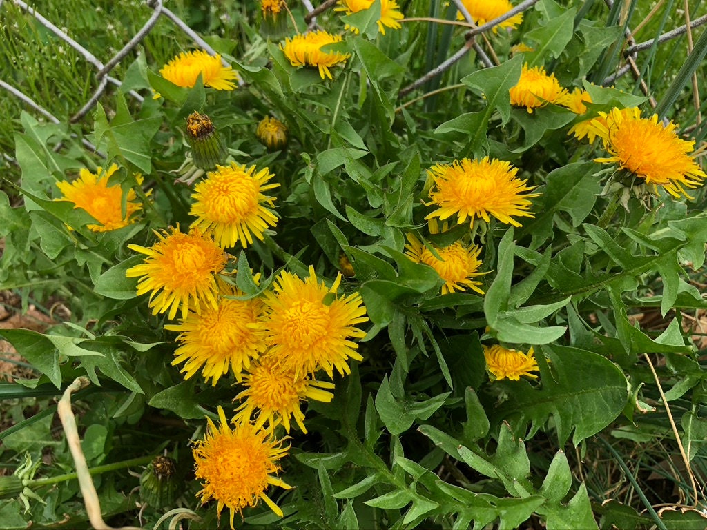 Fully Organic Dandelion Seeds *Taraxacum Officinale *Medicinal Very N…