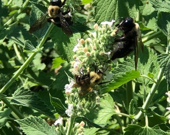 Fully Organic Catnip *Nepeta Cataria SEEDS~ Perennial Herb *Heirloom *Medicinal *Herbal Tea *POLLINATORS!