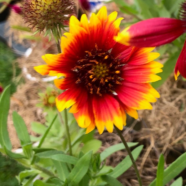 FRESH SEEDS~Organic Blanket Flower *Perennial Gaillardia Aristata *Heirloom *Red & Yellow Blooms *25 to 5000 BULK ct.