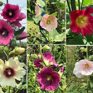 FRESH SEEDS! Cottage Heirloom Old Fashion HOLLYHOCK~ Single Mixed Colors | Organic Biennial | Pollinators! | 8ft +